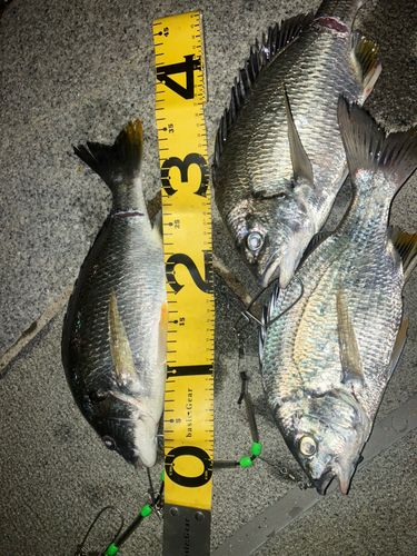 キビレの釣果