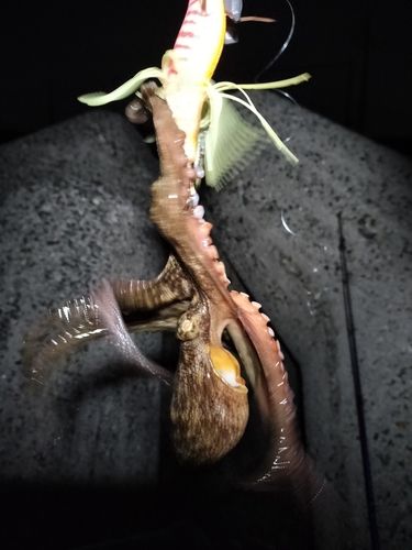 タコの釣果