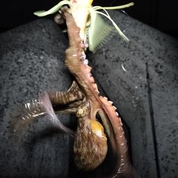 タコ