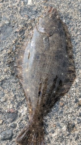 ソゲの釣果
