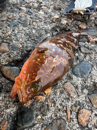 キジハタの釣果