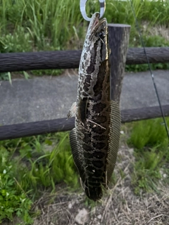 ライギョの釣果