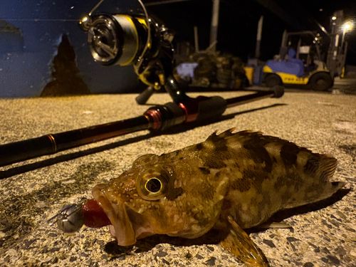 アラカブの釣果