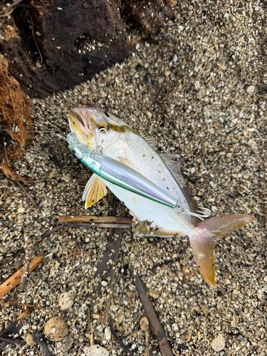 ネリゴの釣果