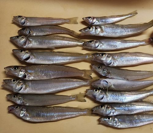 シロギスの釣果