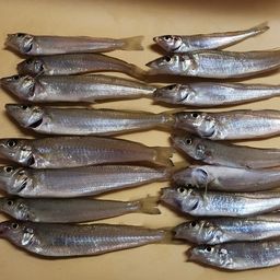 シロギス