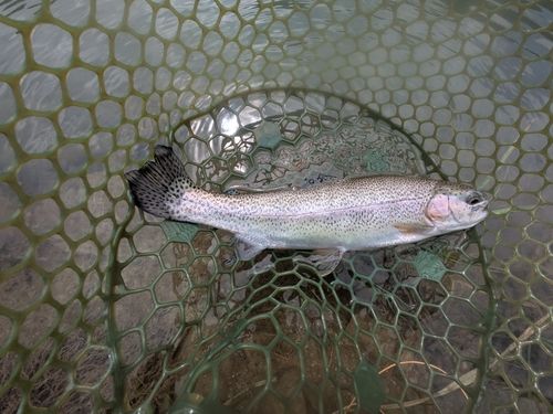 ニジマスの釣果
