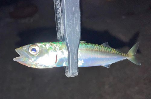 サバの釣果