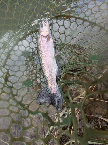 ニジマスの釣果