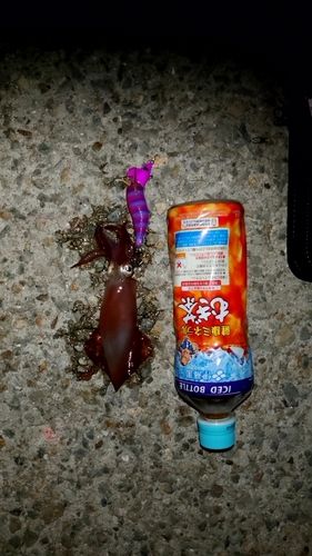ケンサキイカの釣果
