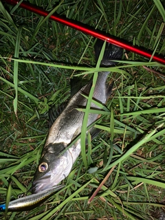 セイゴ(マルスズキ)の釣果