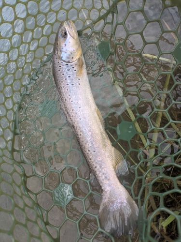 ブラウントラウトの釣果