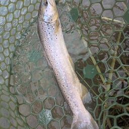 ブラウントラウト