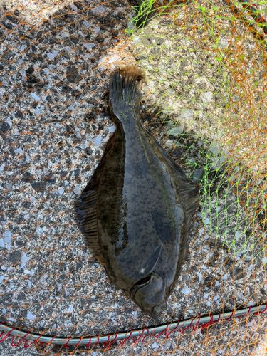マコガレイの釣果