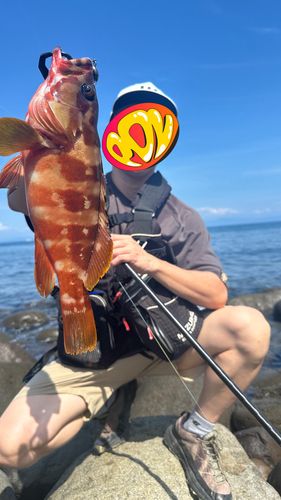 アカハタの釣果