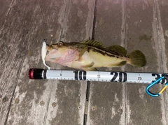 シマソイの釣果