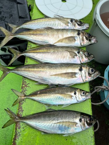 アジの釣果