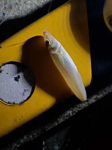 シロギスの釣果