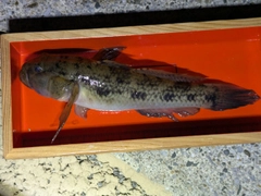 ウロハゼの釣果