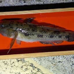 ウロハゼ