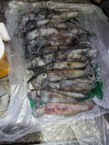 ケンサキイカの釣果