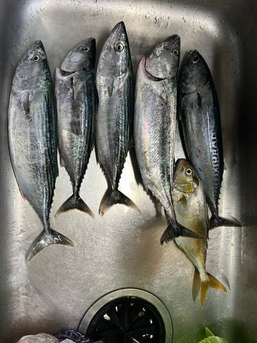 ハガツオ