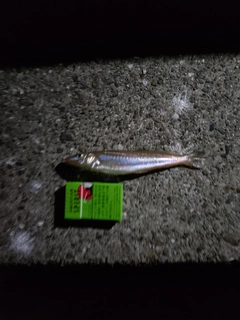 シロギスの釣果