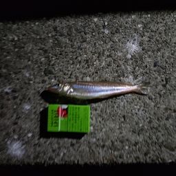 シロギス