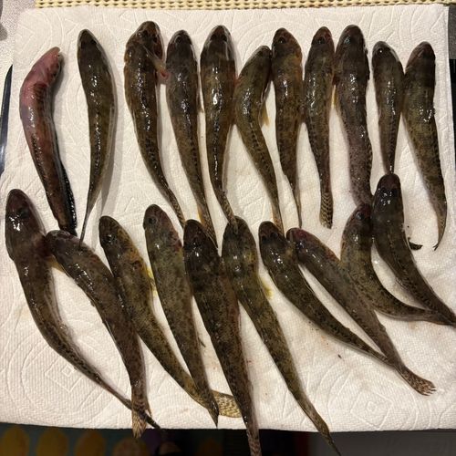 マハゼの釣果