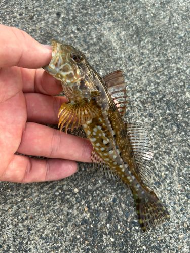 アナハゼの釣果