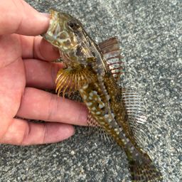 アナハゼ