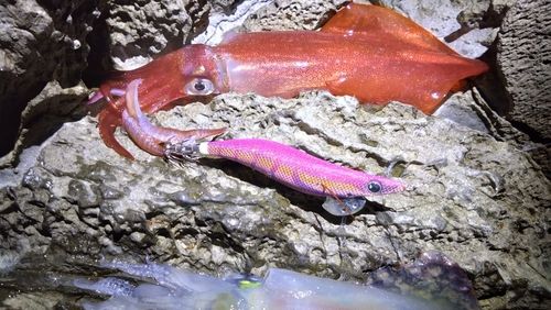 ケンサキイカの釣果