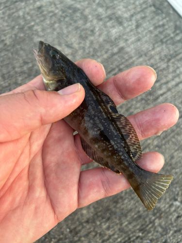 アイナメの釣果