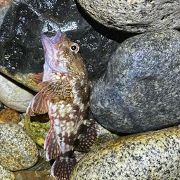 カサゴ