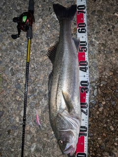 シーバスの釣果
