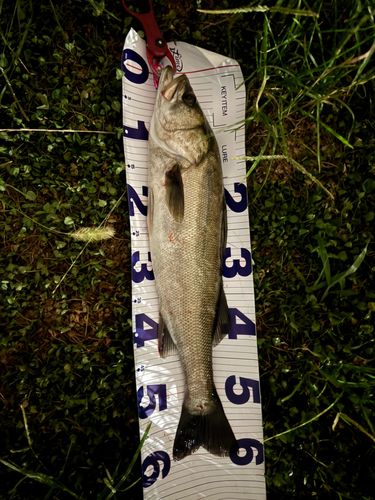 シーバスの釣果