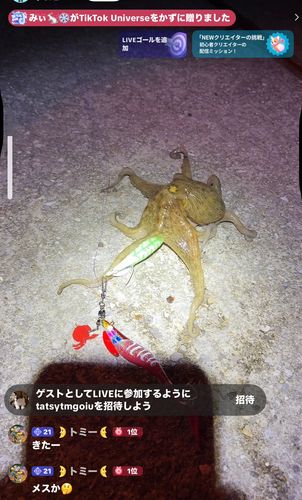 マダコの釣果
