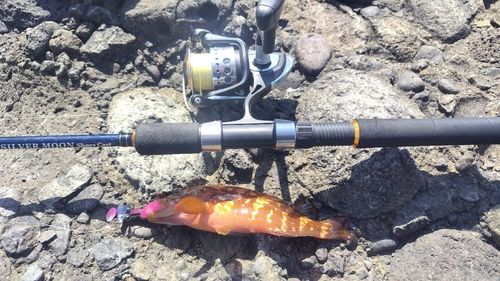 キジハタの釣果