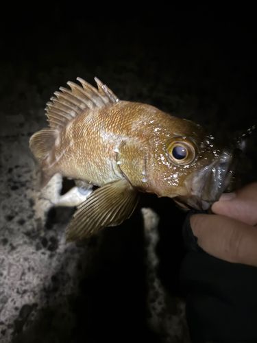 ガヤの釣果