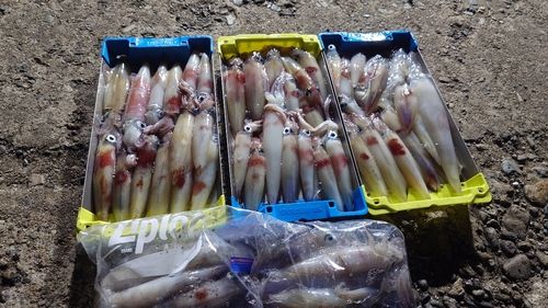 シロイカの釣果