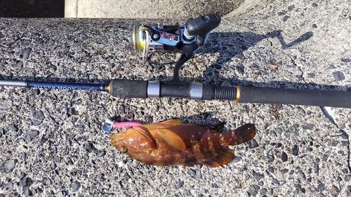 キジハタの釣果