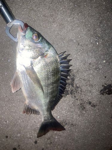 キビレの釣果