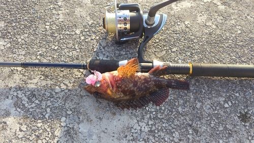 カサゴの釣果