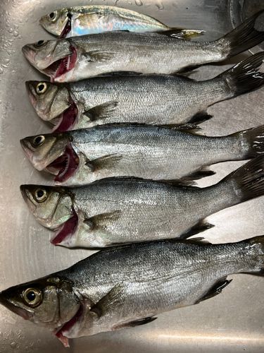 セイゴ（マルスズキ）の釣果