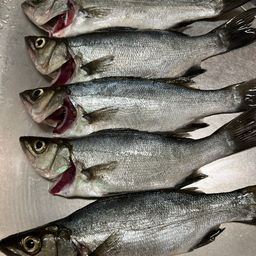 セイゴ（マルスズキ）