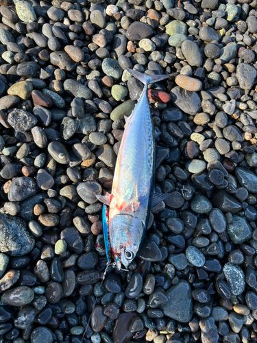 ソウダガツオの釣果