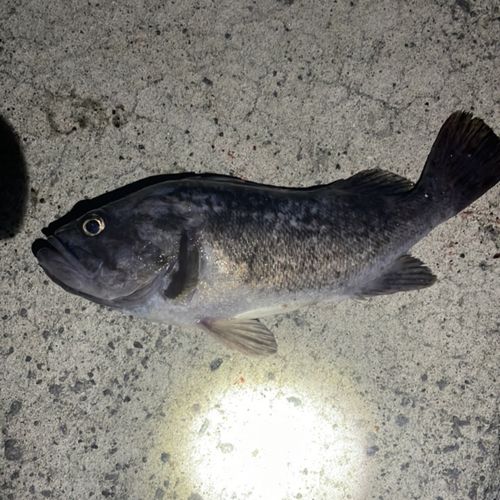 ソイの釣果