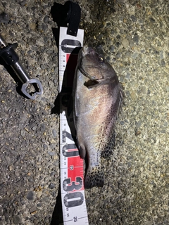 コショウダイの釣果