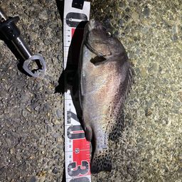 コショウダイ
