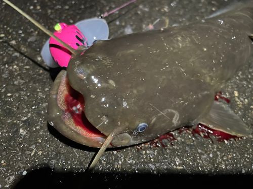 ナマズの釣果